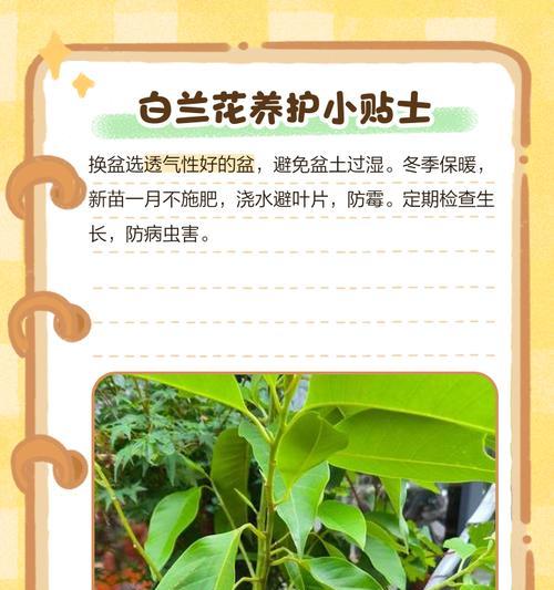 白兰树繁殖方法是什么？如何提高白兰的繁殖成功率？