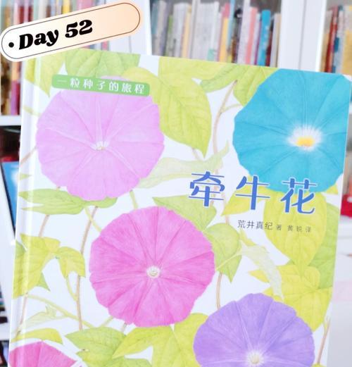 牵牛花种子种植的正确步骤？