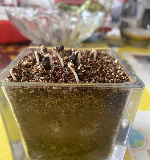 牵牛花种子种植的正确步骤？