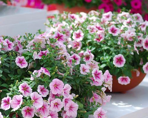 牵牛花种子种植的正确步骤？