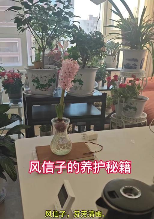 水养风信子的步骤和注意事项有哪些？