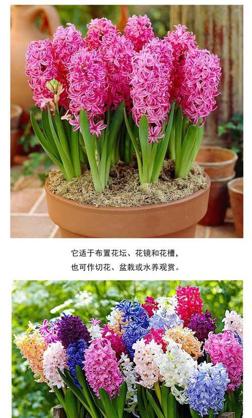 水养风信子的步骤和注意事项有哪些？