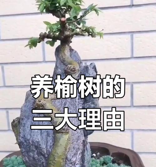 榆树盆景修剪的正确步骤是什么？