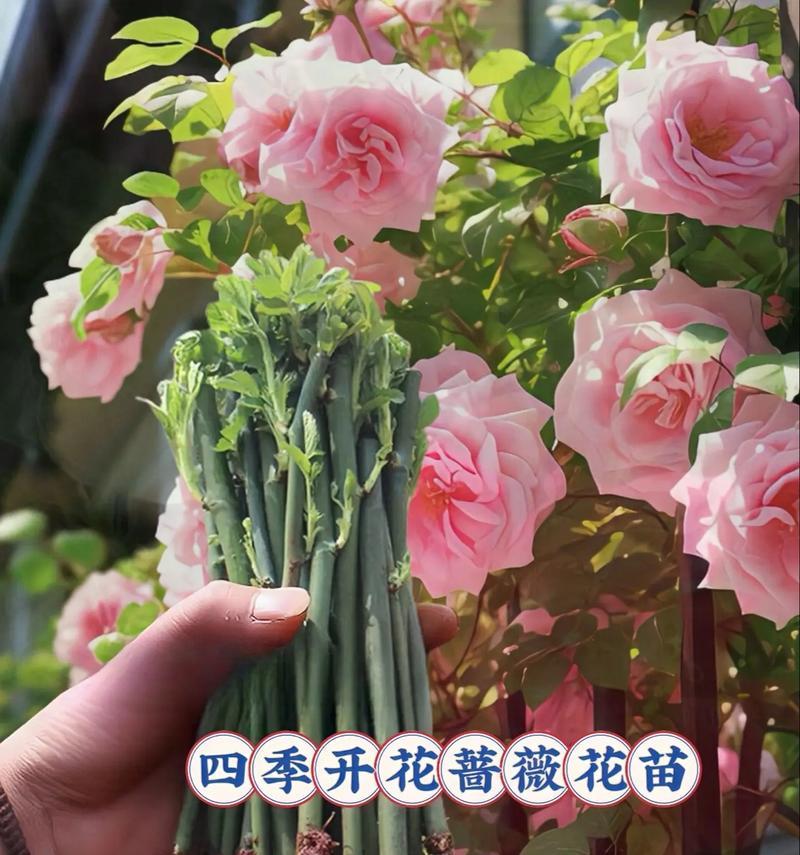 藤蔓月季品种有哪些？哪种最适合庭院种植？
