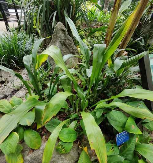 白鹤芋品种有哪些？白鹤芋的养护和繁殖方法是什么？