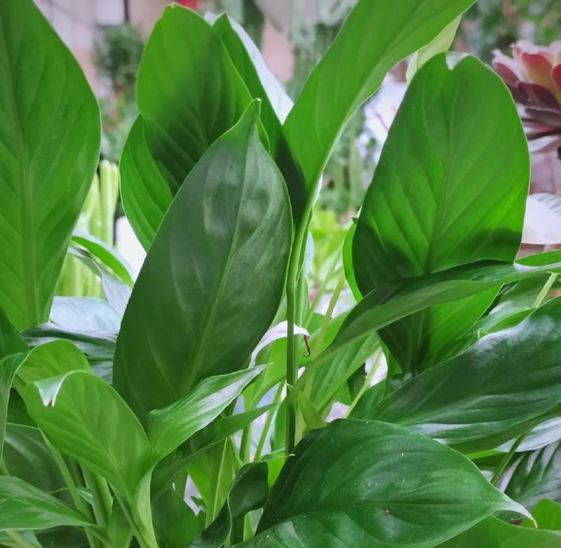 白鹤芋品种有哪些？白鹤芋的养护和繁殖方法是什么？
