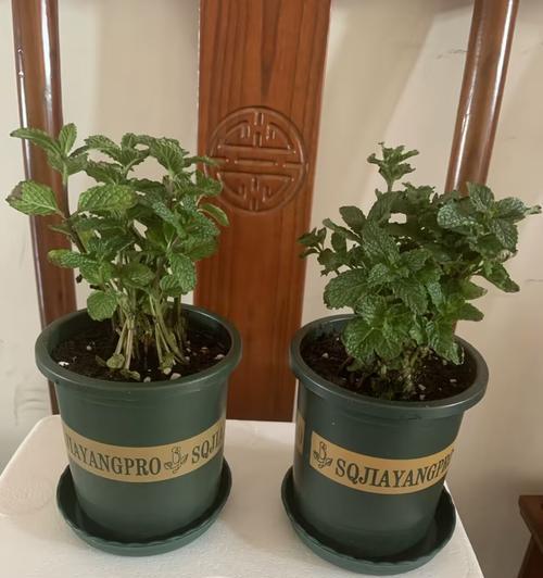 薄荷苗怎么养？薄荷苗的养护方法和常见问题解答？