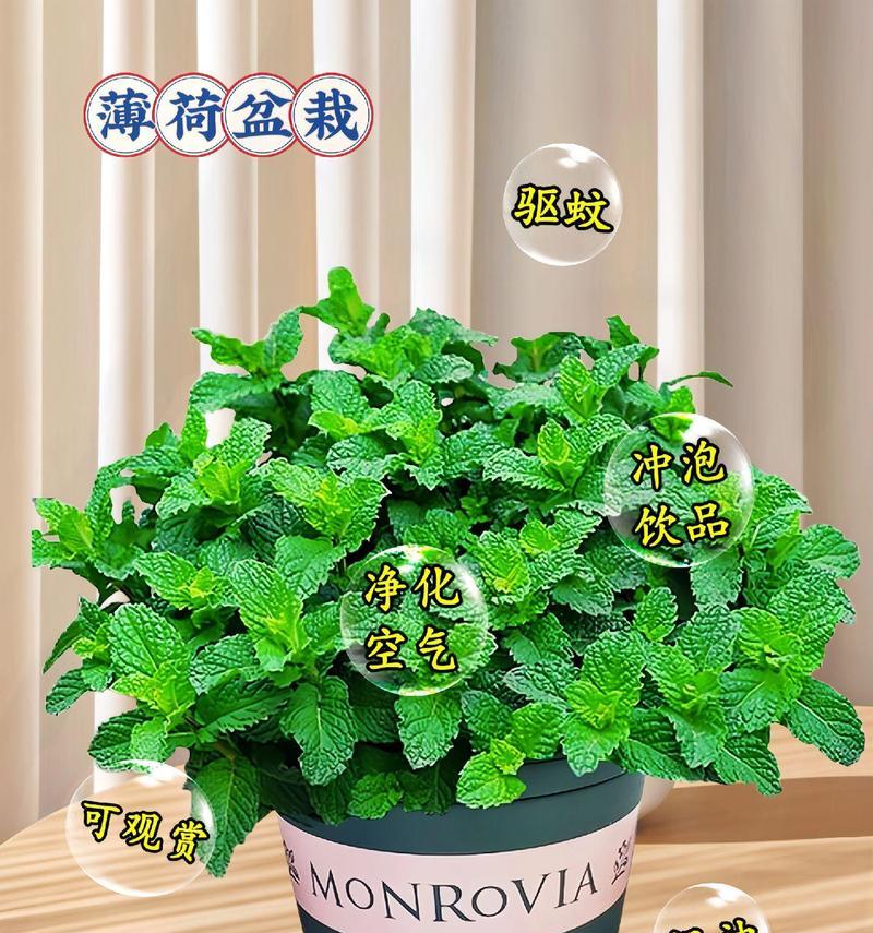 薄荷苗怎么养？薄荷苗的养护方法和常见问题解答？