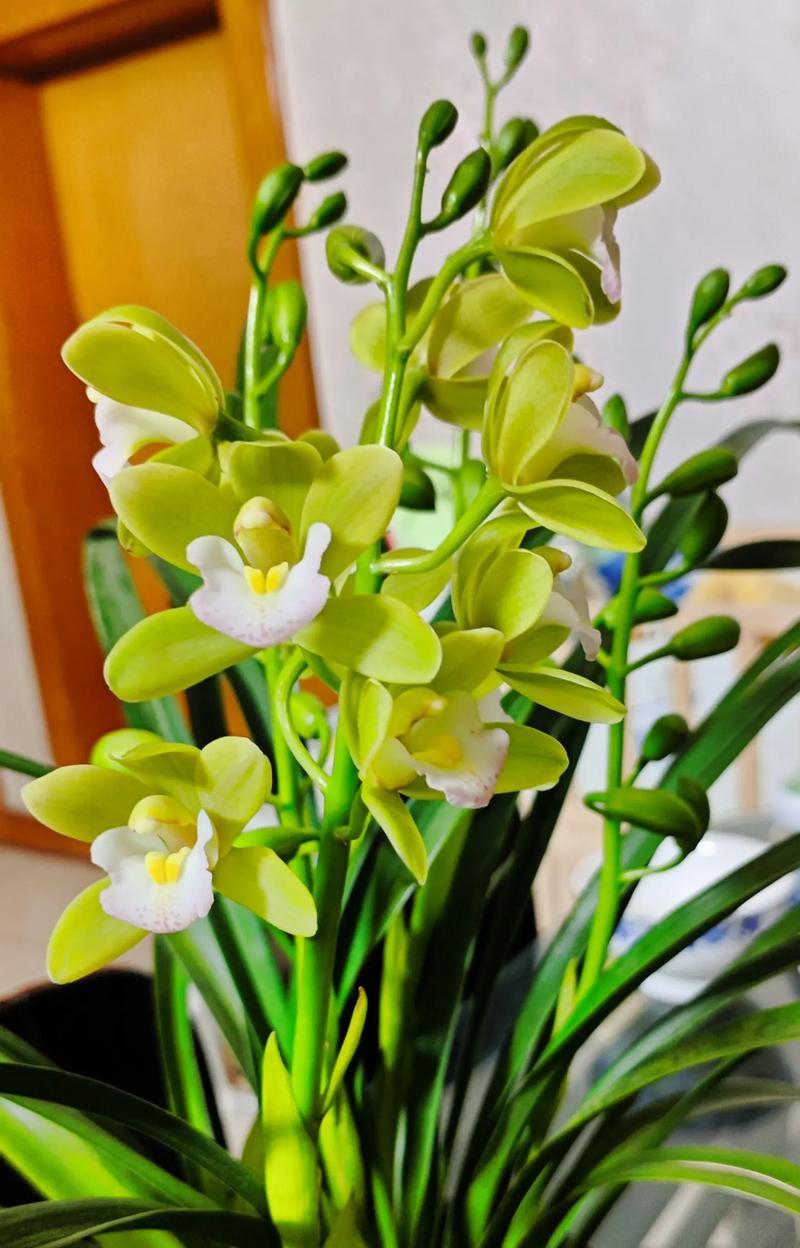 兰花的种类有哪些？如何区分不同品种的兰花？
