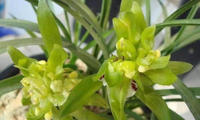 兰花的种类有哪些？如何区分不同品种的兰花？
