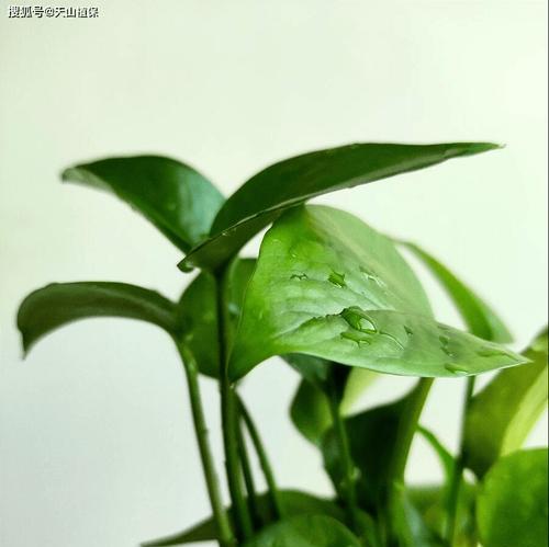 绿萝有小黑虫怎么回事？绿萝小黑虫的防治方法有哪些？