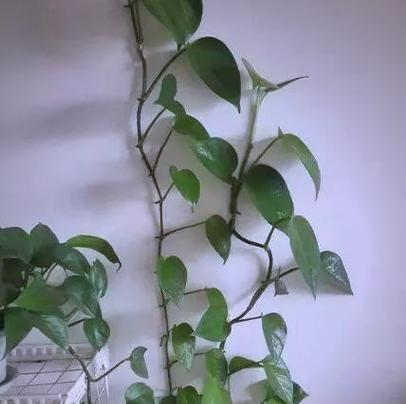 绿萝有小黑虫怎么回事？绿萝小黑虫的防治方法有哪些？