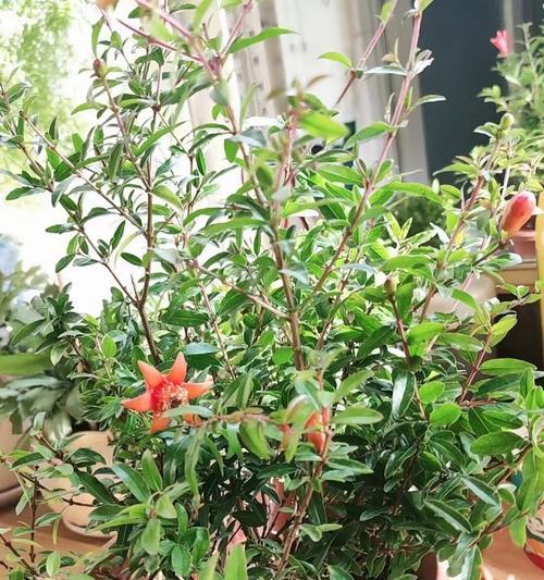 盆栽石榴花的养护要点是什么？如何促进其开花？