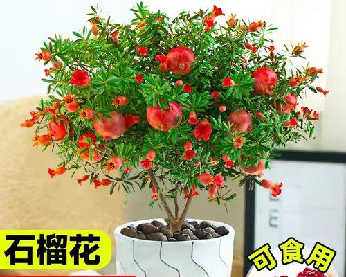 盆栽石榴花的养护要点是什么？如何促进其开花？