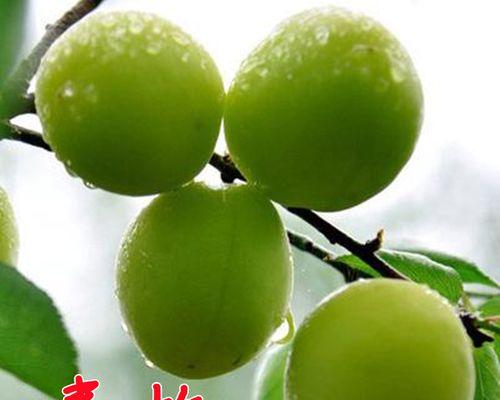 梅子品种有哪些？不同梅子品种的特点是什么？