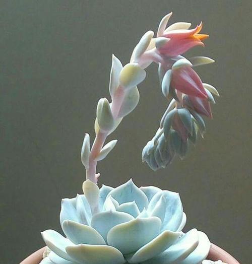 石莲花品种有哪些？如何选择石莲花品种？