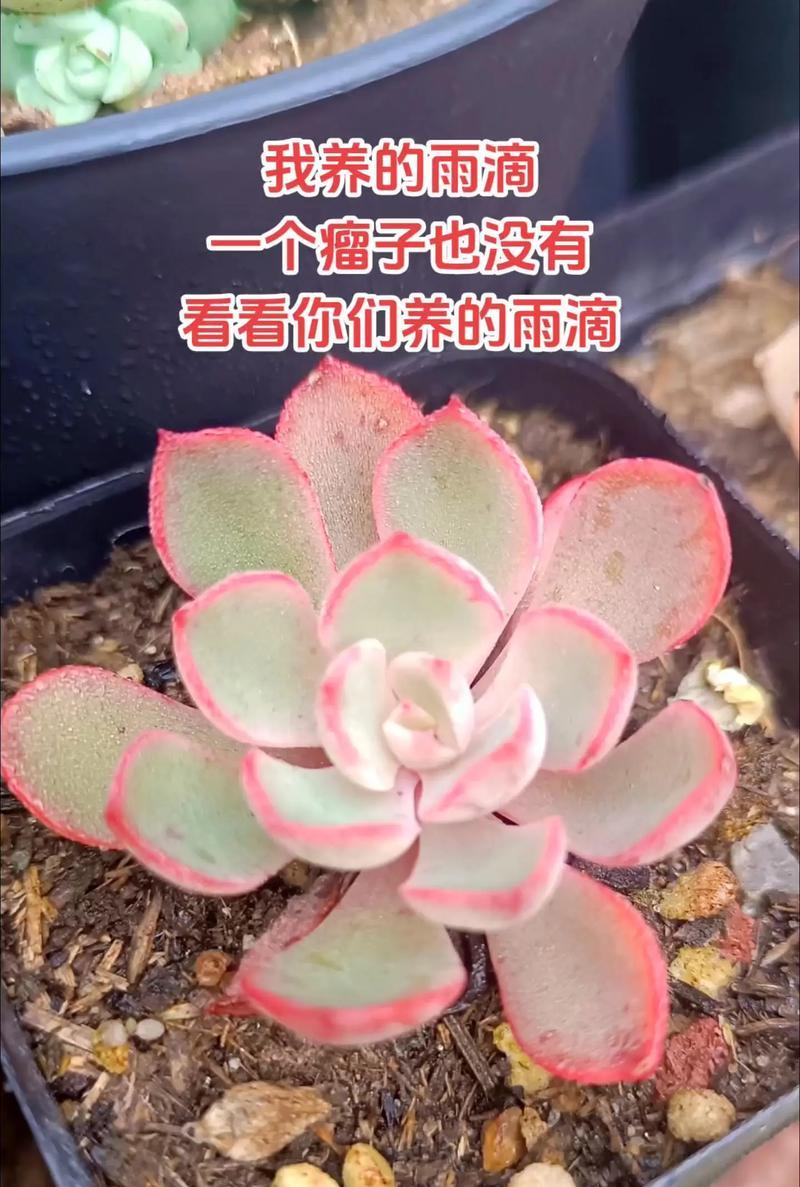 石莲花品种有哪些？如何选择石莲花品种？