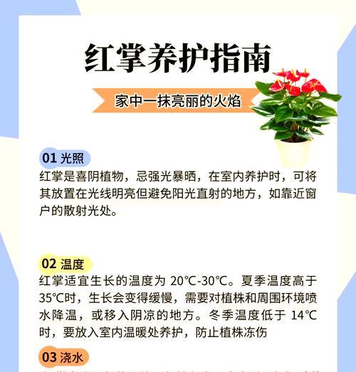 红掌花干枯了怎么处理？有哪些复原措施？