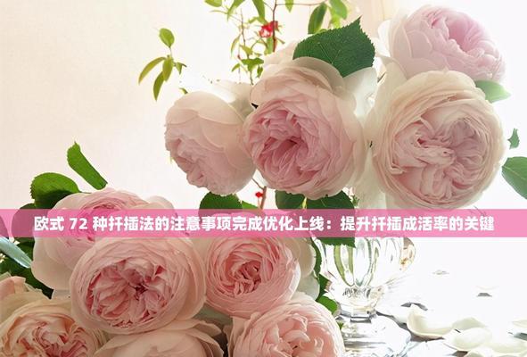 米兰扦插繁殖的步骤是什么？