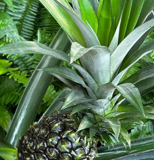 菠萝怎么种的？菠萝种植的步骤和技巧是什么？