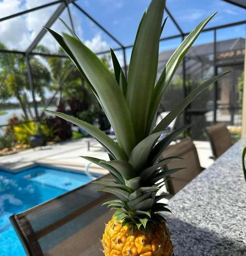 菠萝怎么种的？菠萝种植的步骤和技巧是什么？