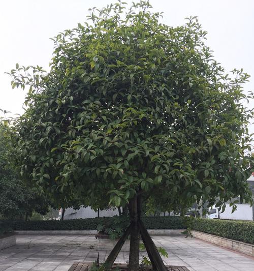 八角金盘烂根了怎么处理？
