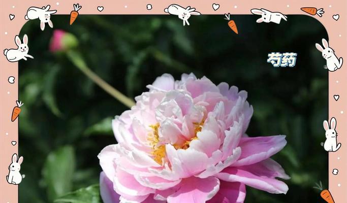 牡丹属于什么科的植物？牡丹的生长习性和养护方法是什么？