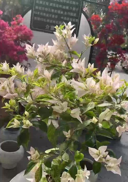 薄荷是怎么繁殖的？薄荷的繁殖方法有哪些？