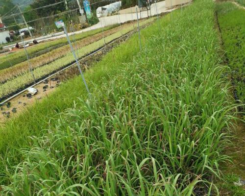 香茅种植步骤详解？香茅种植需要注意哪些问题？