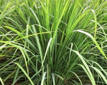 香茅种植步骤详解？香茅种植需要注意哪些问题？