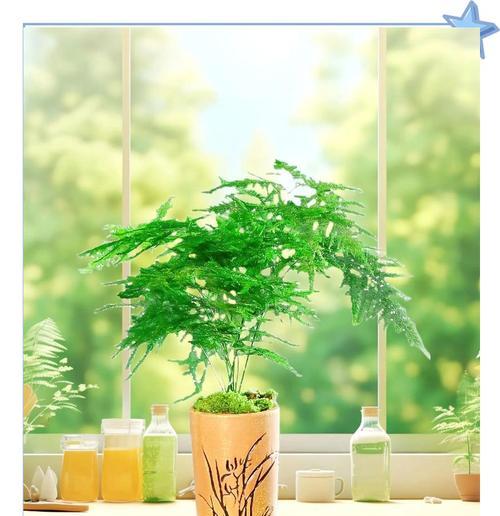 珊瑚植物的浇水技巧有哪些？