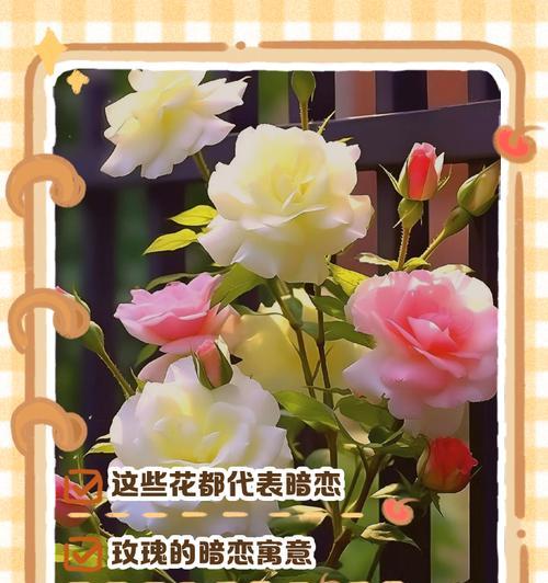 京之华的正确养殖技巧有哪些？