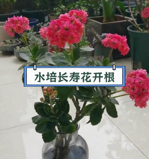 长寿花枯萎后如何进行挽救？
