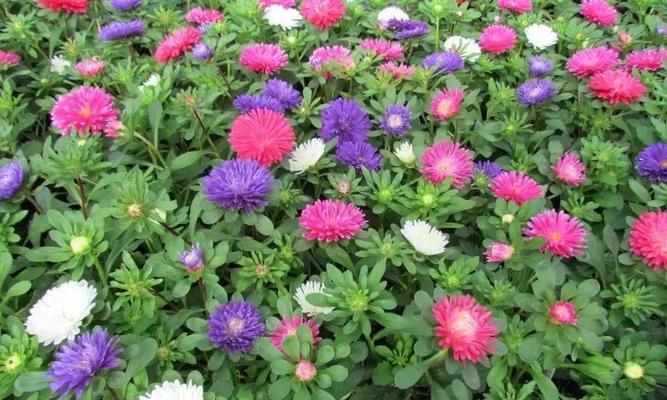 秋天什么花开得最旺盛？有哪些秋季花卉推荐？