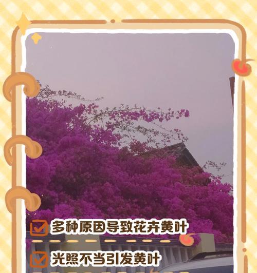 花卉叶子干枯的原因及解决措施是什么？