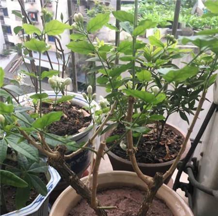 茉莉花嫁接技巧：怎样提高成功率？