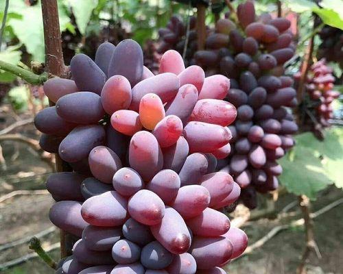 茉莉花嫁接技巧：怎样提高成功率？
