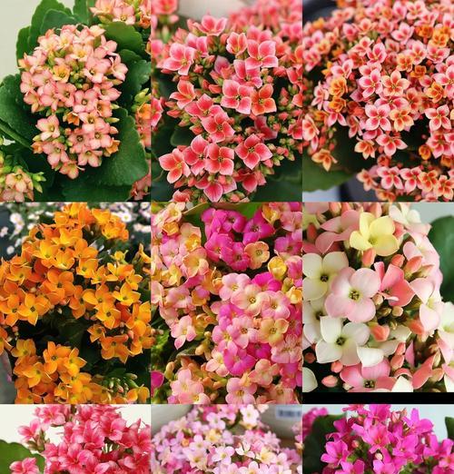 花草的品种名称是什么？如何识别和选择花草品种？