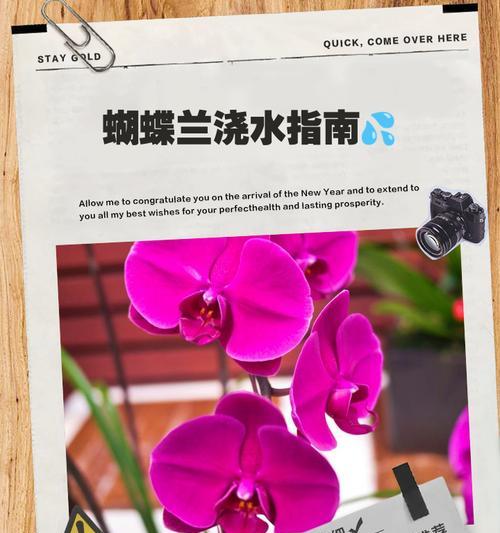 蝴蝶兰浇水的正确方法是什么？