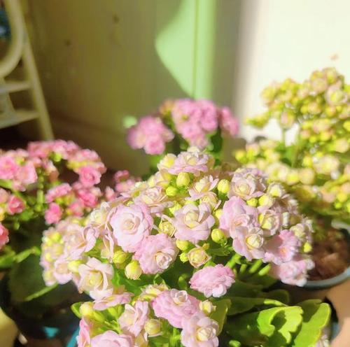 北阳台适合种植哪些类型的花卉？