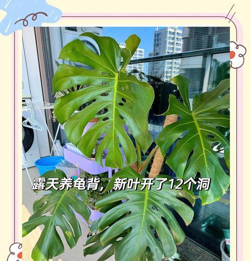 龟背竹的养殖方法有哪些？