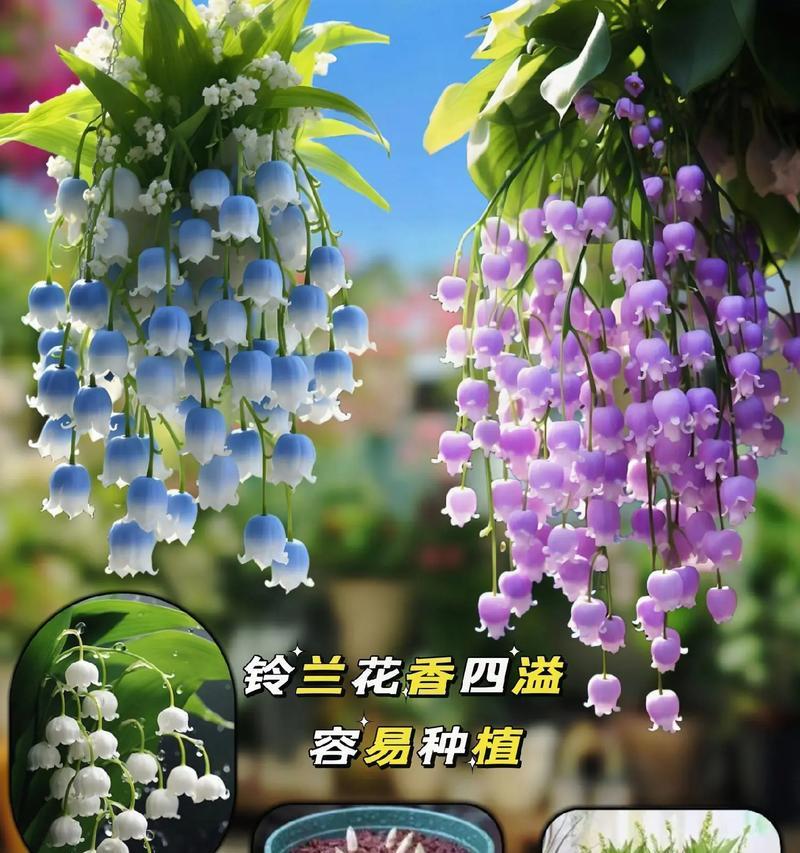 铃兰的养殖技巧有哪些？如何保持铃兰的花香四溢？