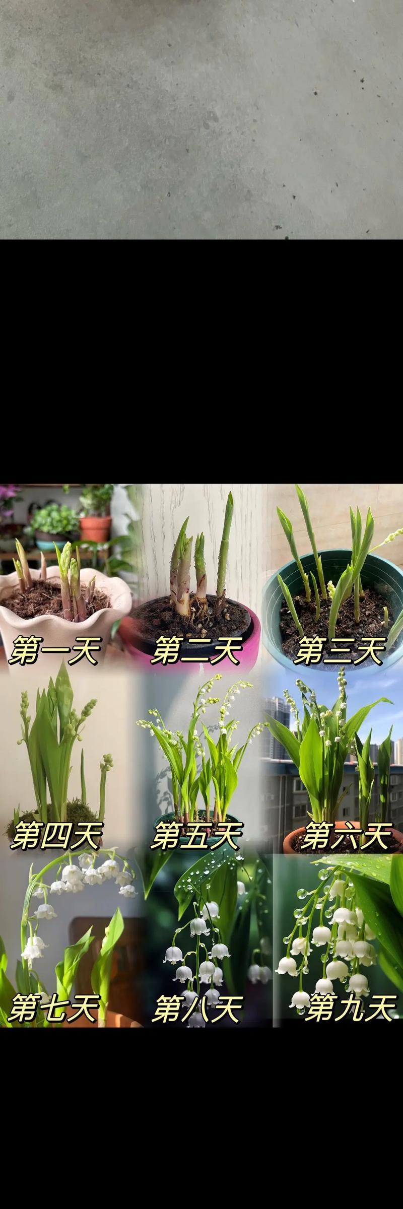 铃兰的养殖技巧有哪些？如何保持铃兰的花香四溢？