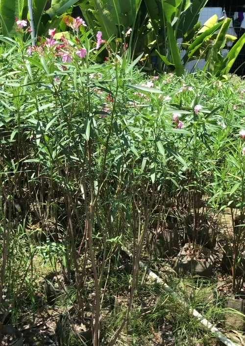 夹竹桃修剪指南：如何正确修剪夹竹桃？