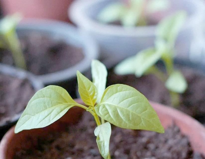 紫茉莉盆栽种植的正确步骤是什么？