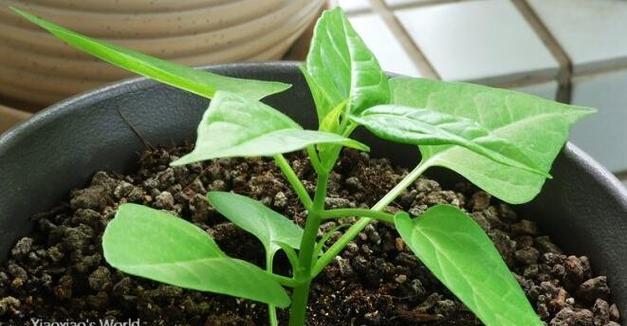 紫茉莉盆栽种植的正确步骤是什么？