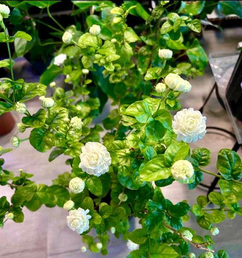 夏天有哪些花草？如何选择适合夏季的花卉？