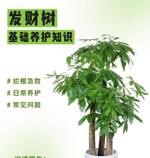 发财树过冬的保护措施和常见问题？