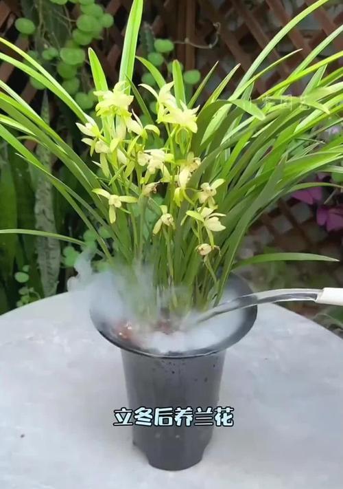 冬季兰花养护技巧有哪些？