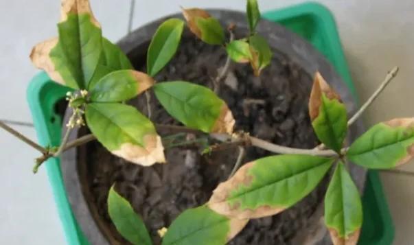 桂花叶片黄尖是什么原因？桂花黄叶尖的解决措施有哪些？